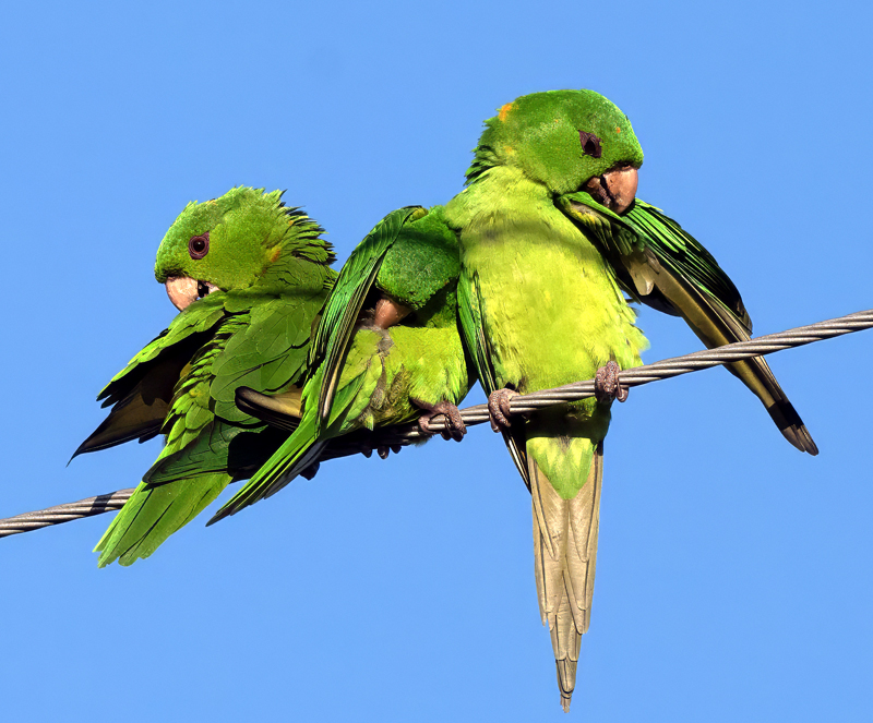 Green_Parakeet_24_TX_L_047
