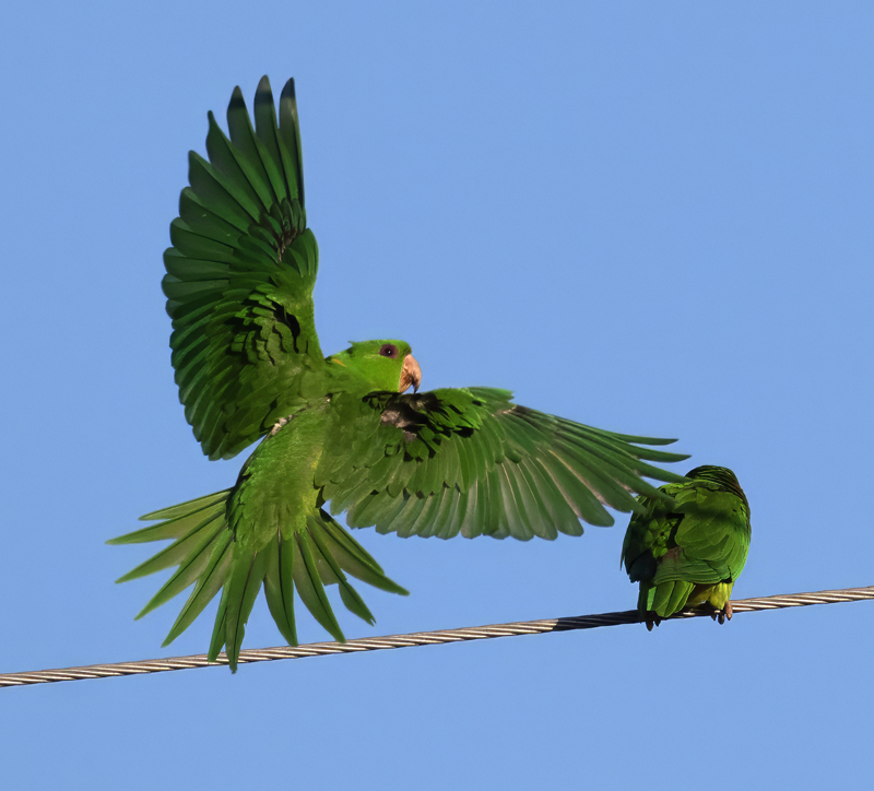 Green_Parakeet_24_TX_L_053