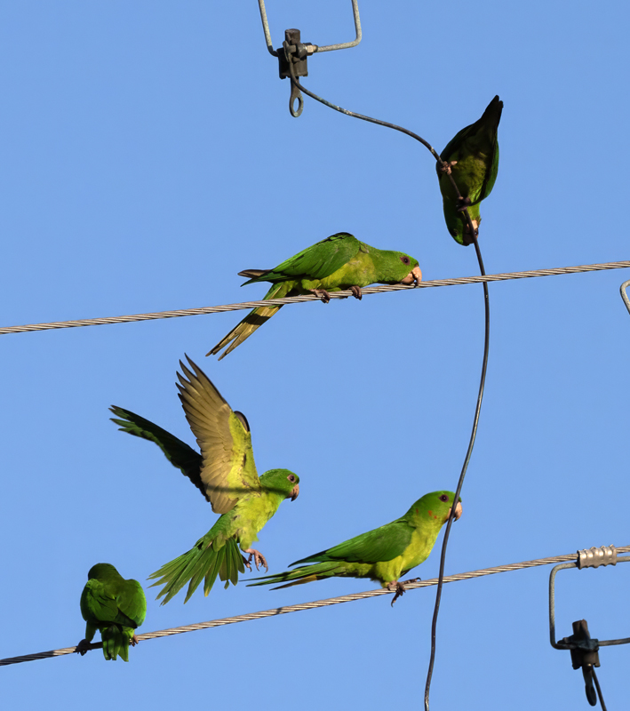 Green_Parakeet_24_TX_L_066
