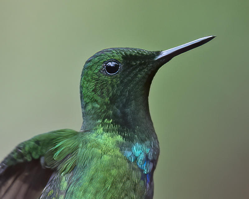 Green_Thorntail_18_Costa_Rica_006