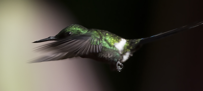 Green_Thorntail_18_Costa_Rica_022