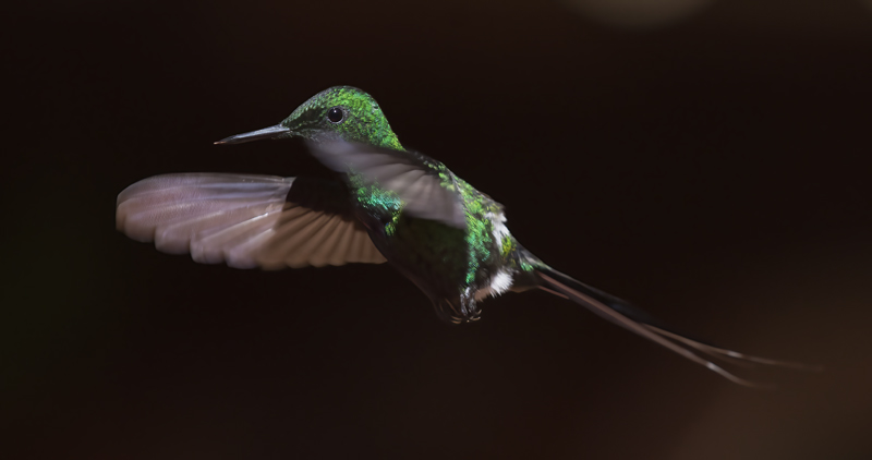 Green_Thorntail_18_Costa_Rica_026