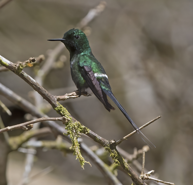 Green_Thorntail_18_Costa_Rica_044