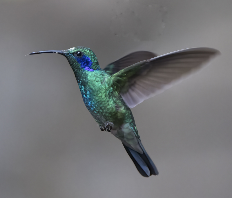 Green_Violetear_17_Costa_Rica_021