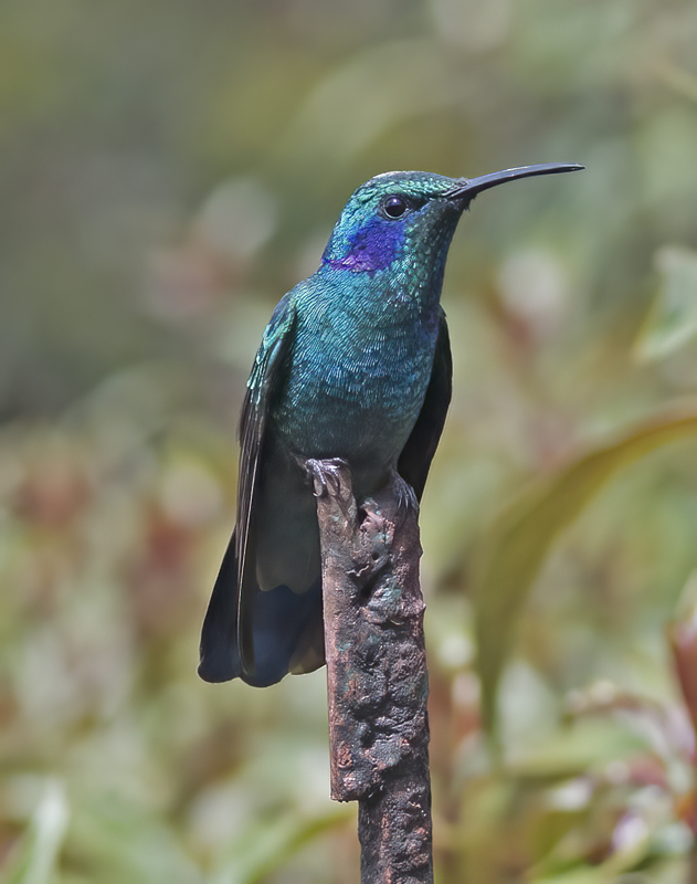 Green_Violetear_17_Costa_Rica_026