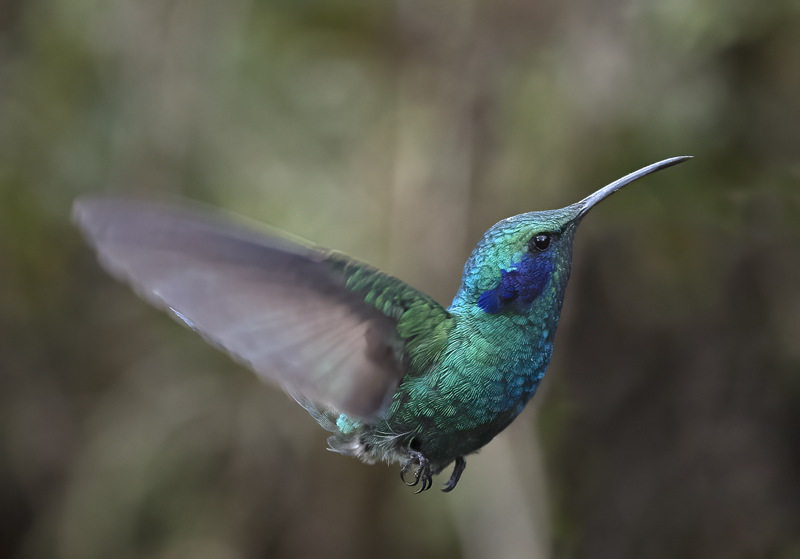 Green_Violetear_17_Costa_Rica_043