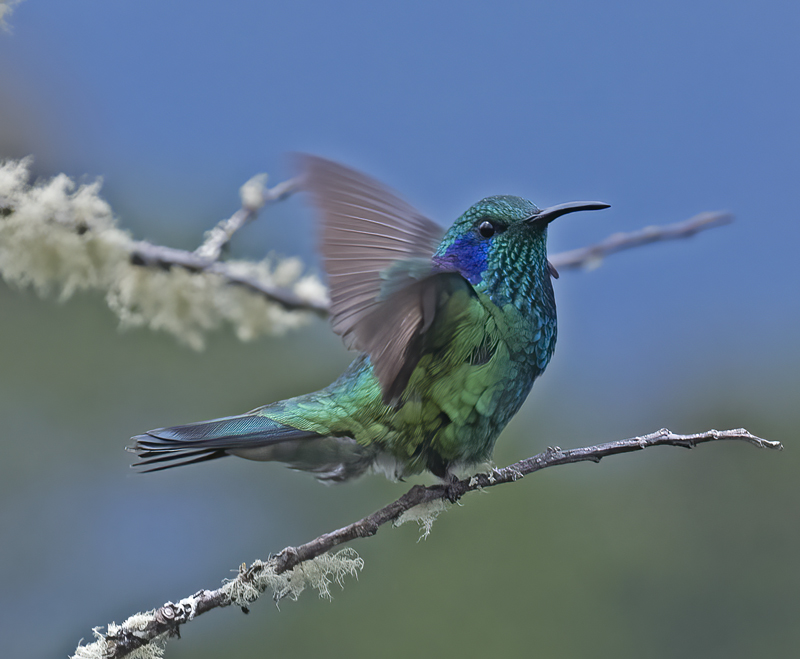 Green_Violetear_17_Costa_Rica_056