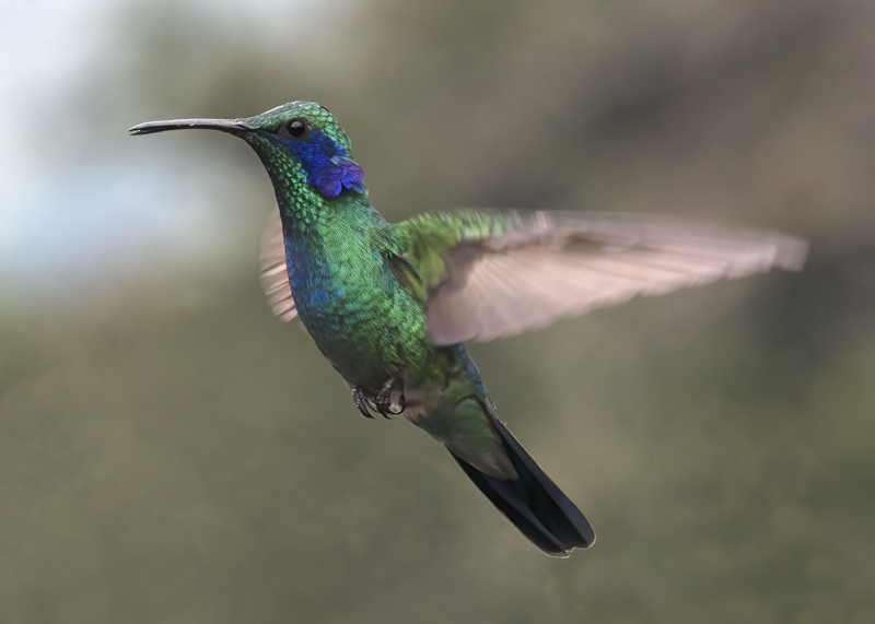 Green_Violetear_17_Costa_Rica_073