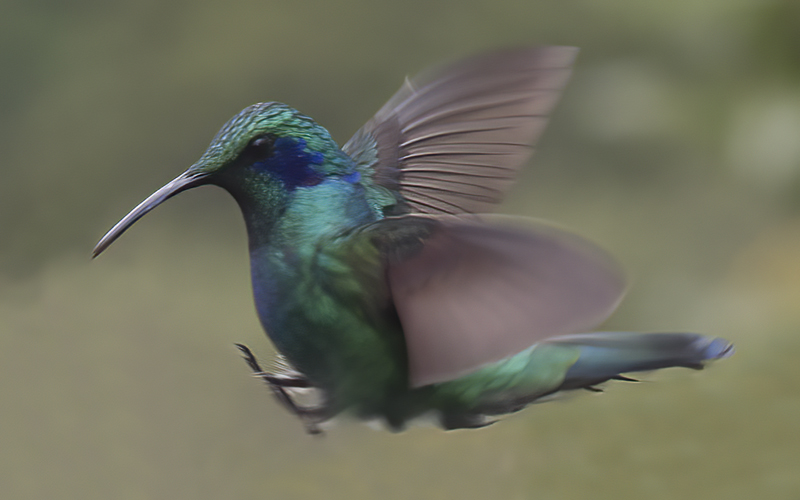 Green_Violetear_17_Costa_Rica_081