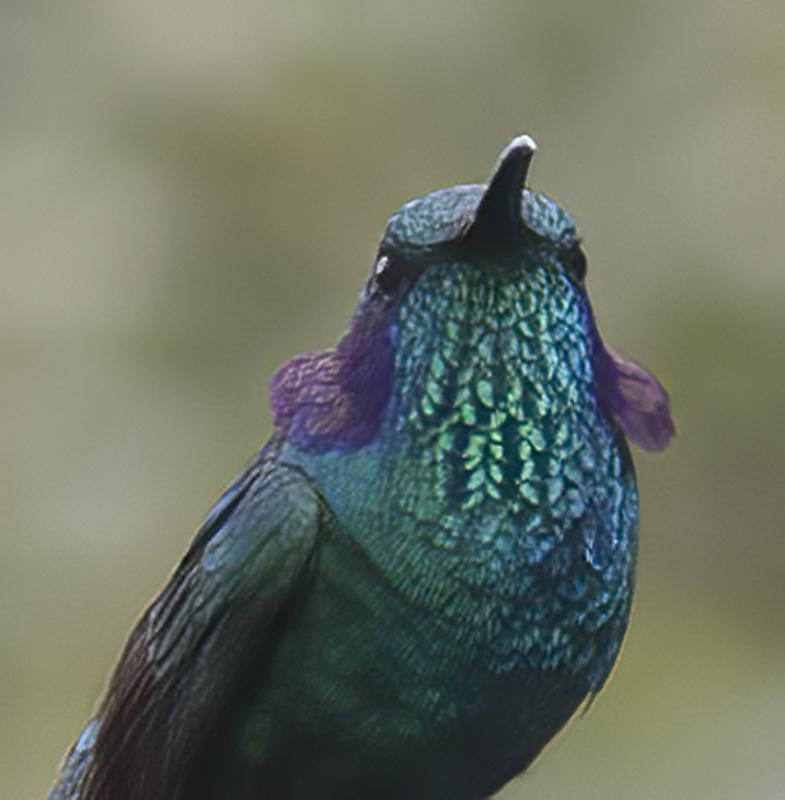 Green_Violetear_17_Costa_Rica_143