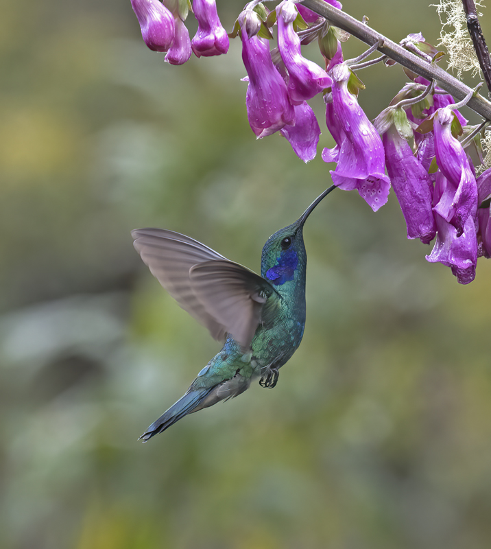 Green_Violetear_17_Costa_Rica_148