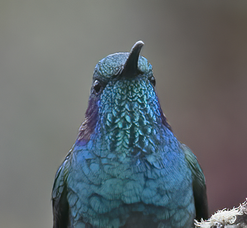 Green_Violetear_17_Costa_Rica_158