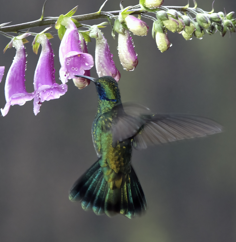 Green_Violetear_17_Costa_Rica_222