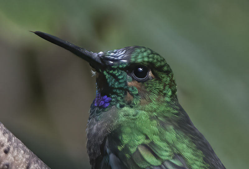 Green_crowned_Brilliant_17_Costa_Rica_030