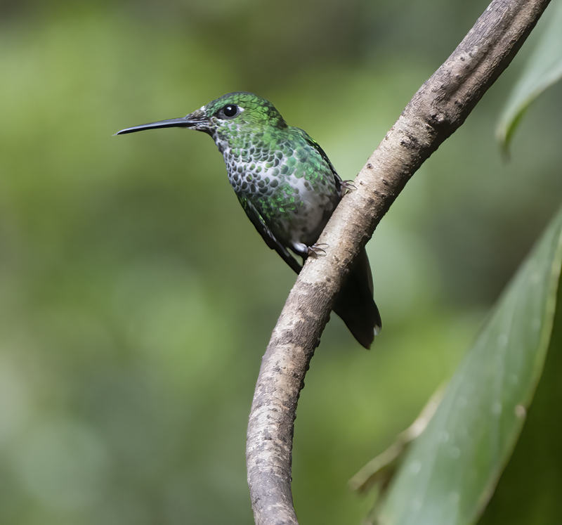 Green_crowned_Brilliant_17_Costa_Rica_033