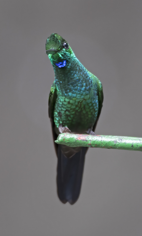 Green_crowned_Brilliant_17_Costa_Rica_058