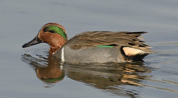 Green_winged_Teal_10_FL_012