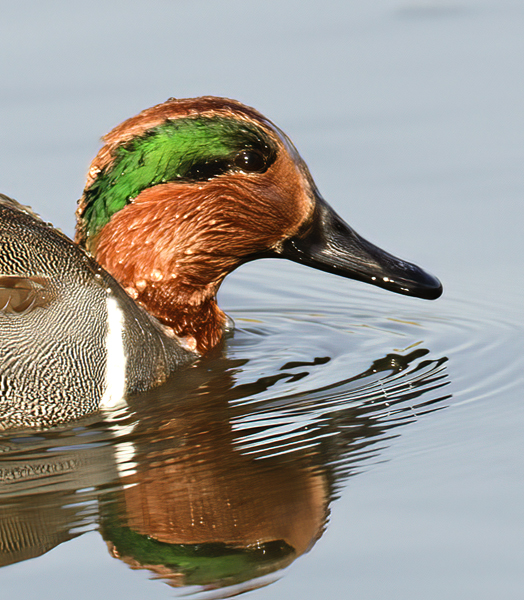 Green_winged_Teal_10_FL_012A