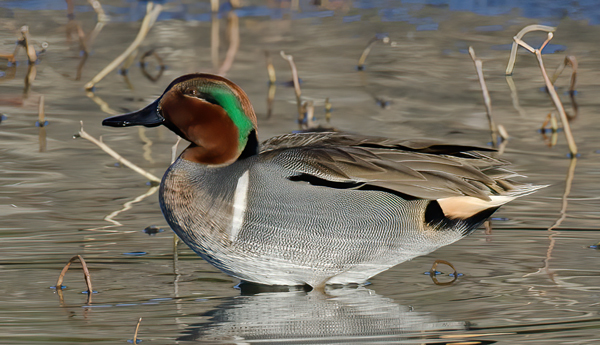 Green_winged_Teal_10_FL_017