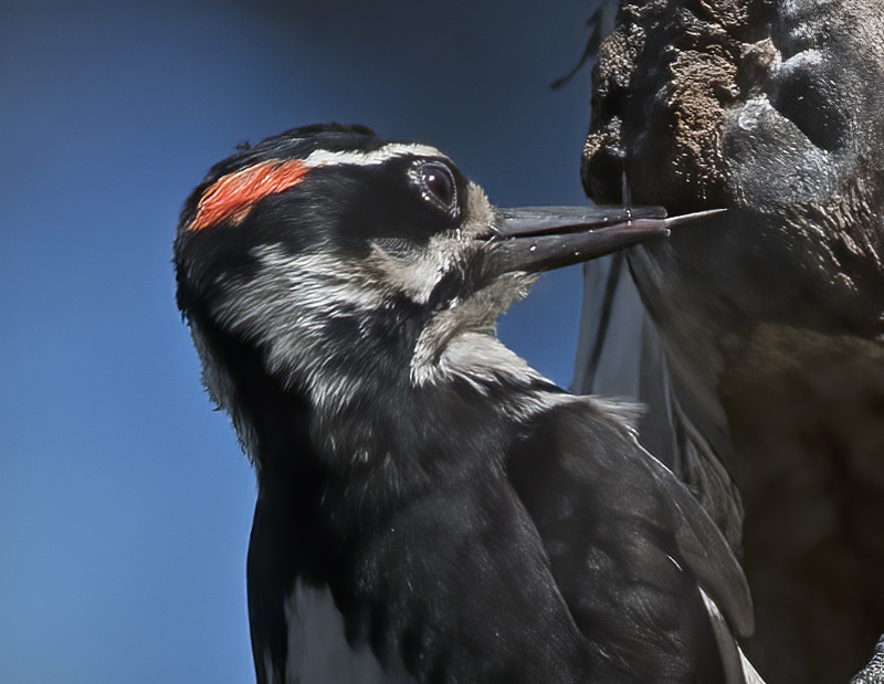 Hairy_Woodpecker_17_OR_028