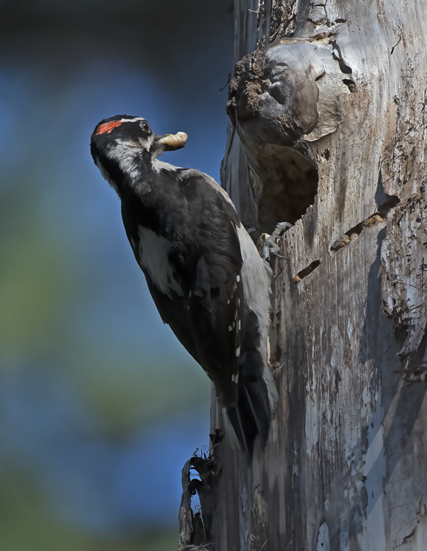 Hairy_Woodpecker_17_OR_056