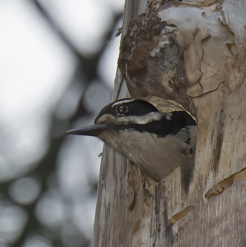 Hairy_Woodpecker_17_OR_113