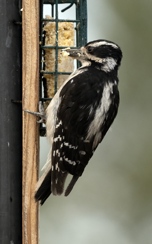 Hairy_Woodpecker__23_OR_C_005