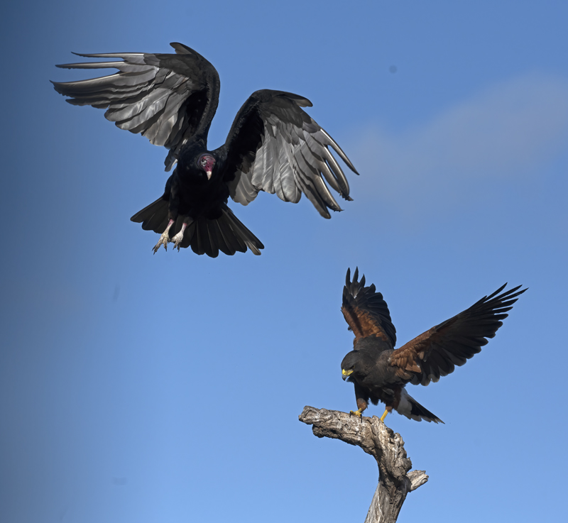 Harris_Hawk_22_TX_115