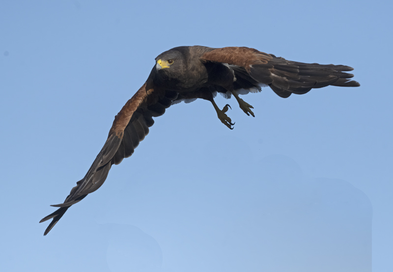Harris_Hawk_22_TX_159
