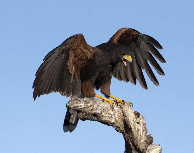 Harris_Hawk_22_TX_160