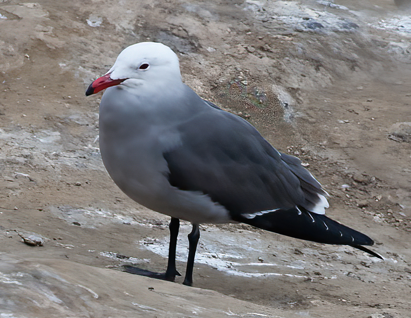 Heermanns_Gull_10_CA_001
