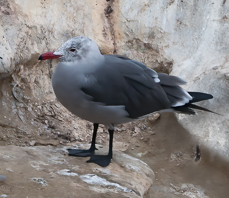 Heermanns_Gull_10_FL_003