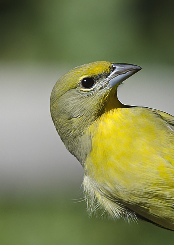 Hepatic_Tanager_14_AZ_003