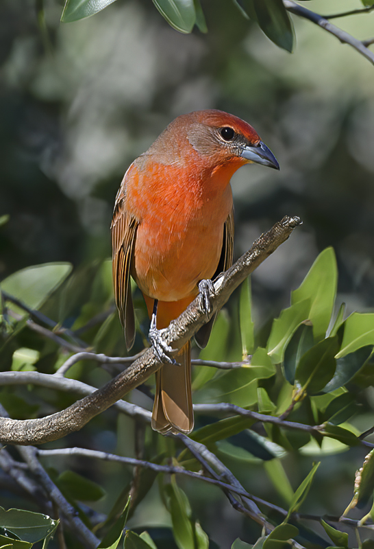 Hepatic_Tanager_14_AZ_016