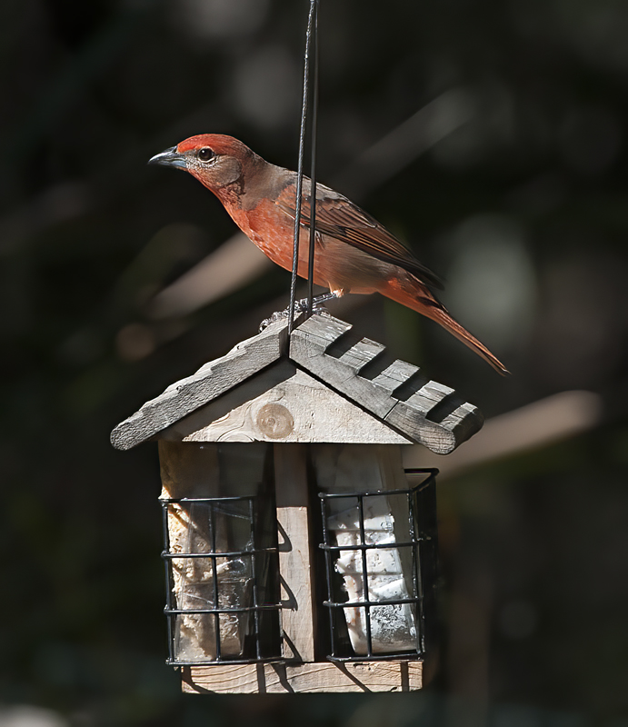 Hepatic_Tanager_14_AZ_025