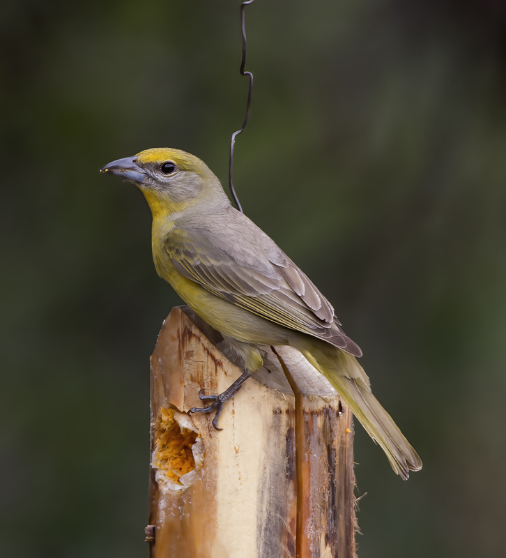 Hepatic_Tanager_15_AZ_003