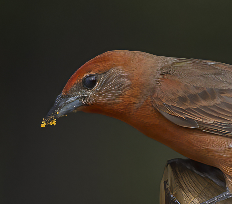 Hepatic_Tanager_15_AZ_011