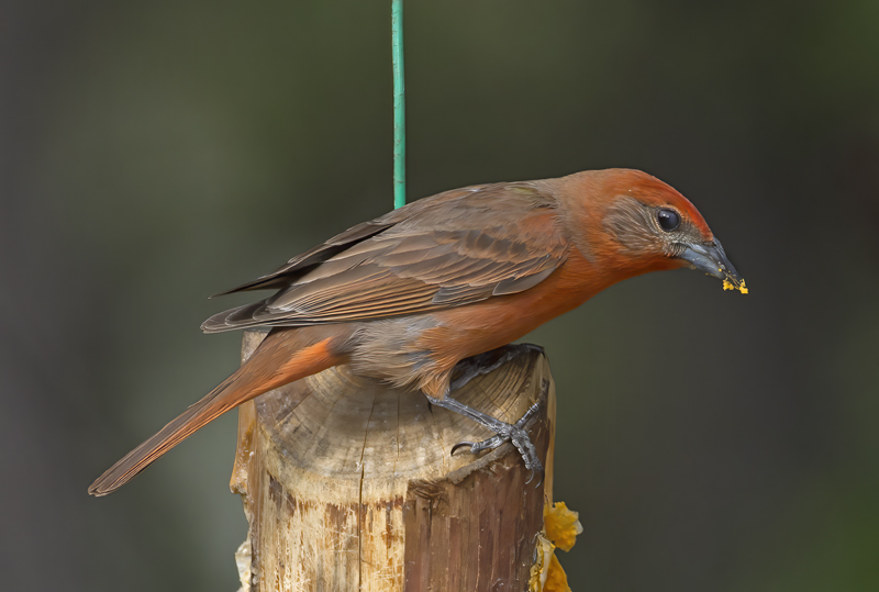 Hepatic_Tanager_15_AZ_011a