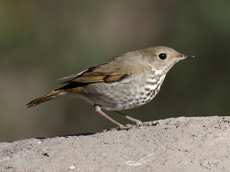 Hermit_Thrush_12_CA_006