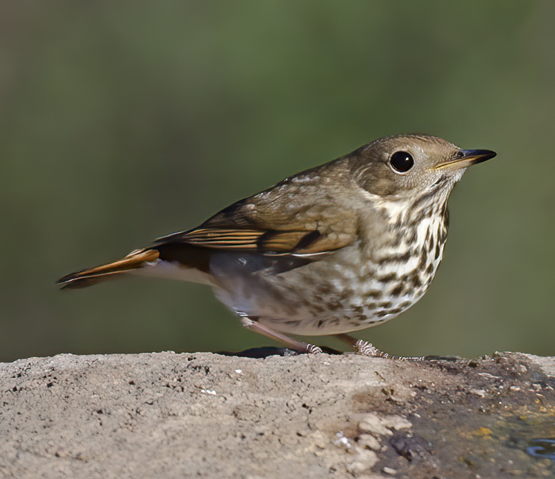Hermit_Thrush_12_CA_010