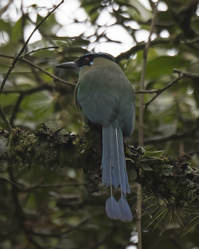 Highland_Motmot_17_Peru_029