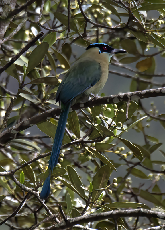 Highland_Motmot_17_Peru_040