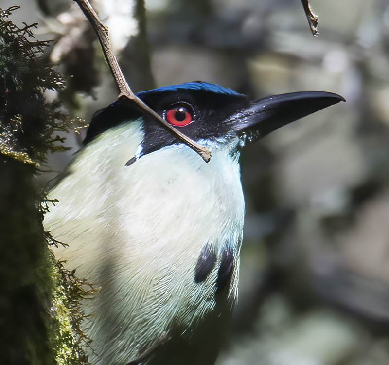 Highland_Motmot_17_Peru_047