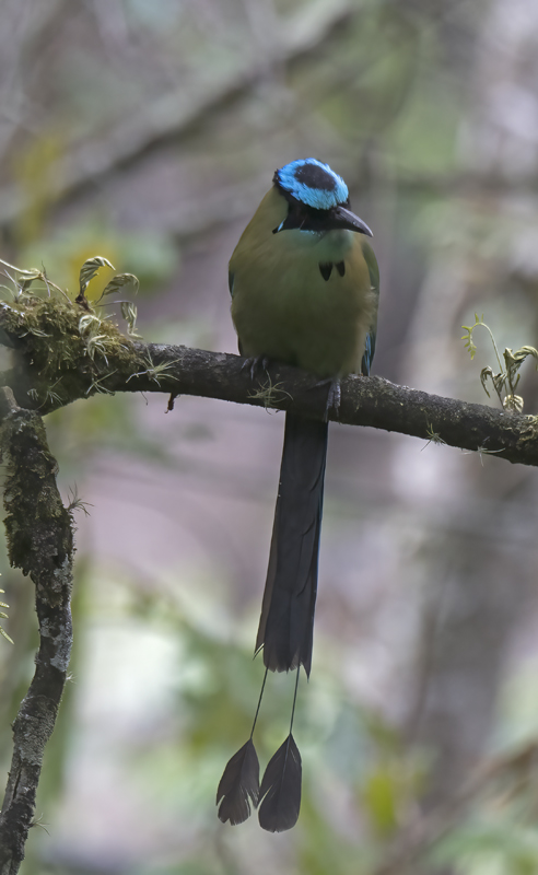 Highland_Motmot_17_Peru_073