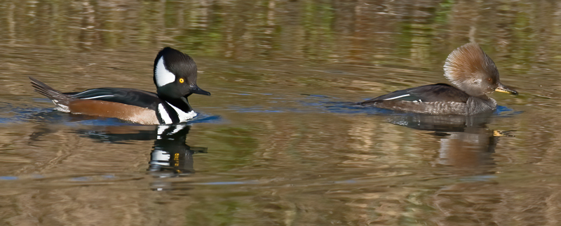 Hooded_Merganser_09_FL_009