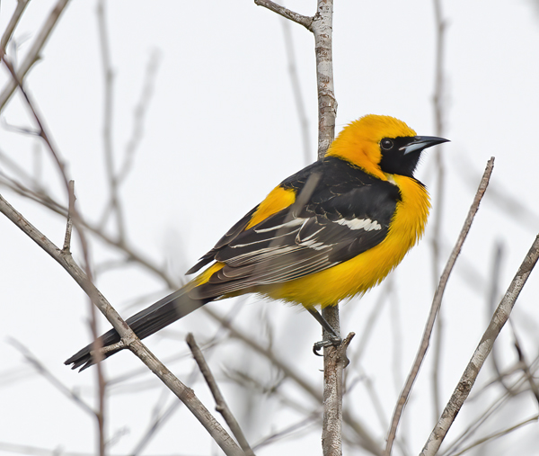 Hooded_Oriole_13_CA_004