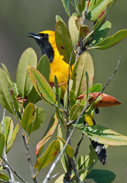 Hooded_Oriole_13_CA_015