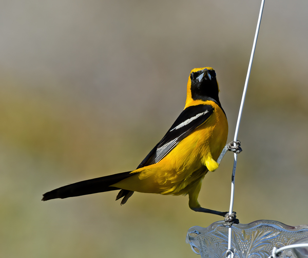 Hooded_Oriole_14_CA_018
