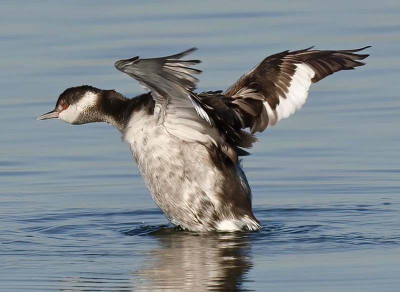 Horned_Grebe_10_CA_003