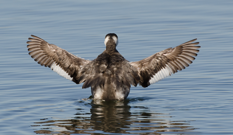 Horned_Grebe_10_CA_009